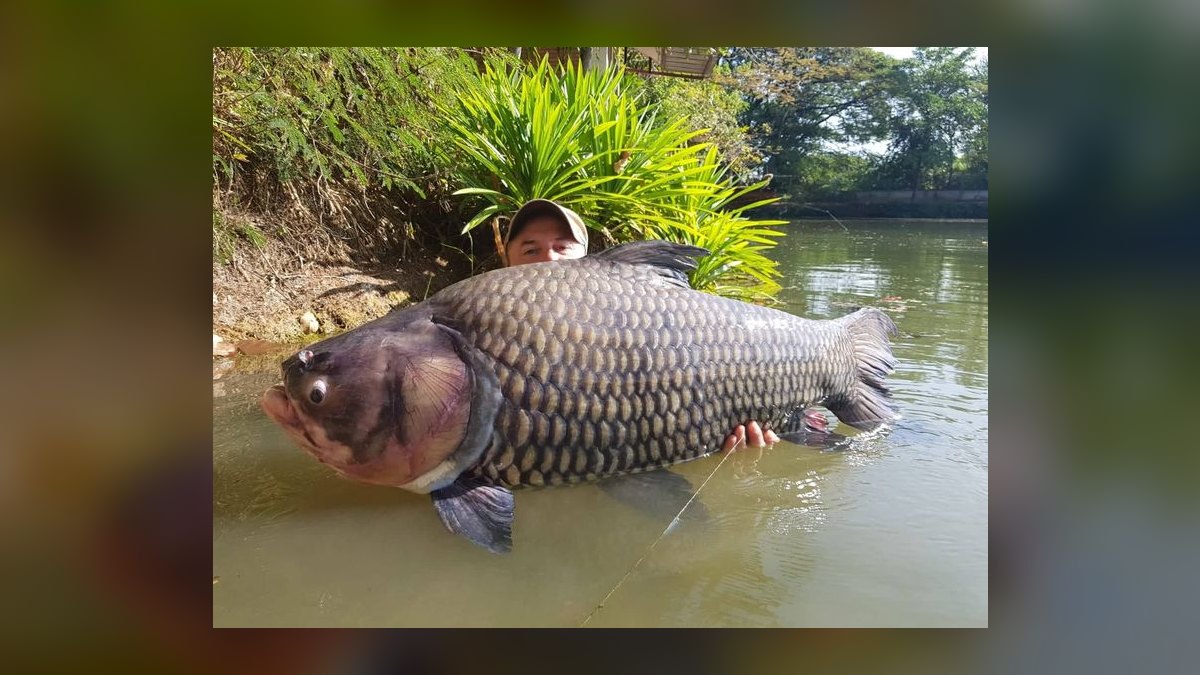 Top 10 High Flow River Fish 2027 — figure 8