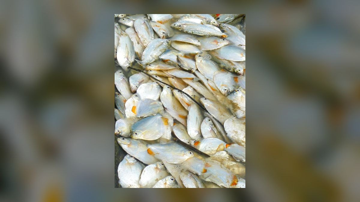 Top 10 High Flow River Fish 2027 — figure 9
