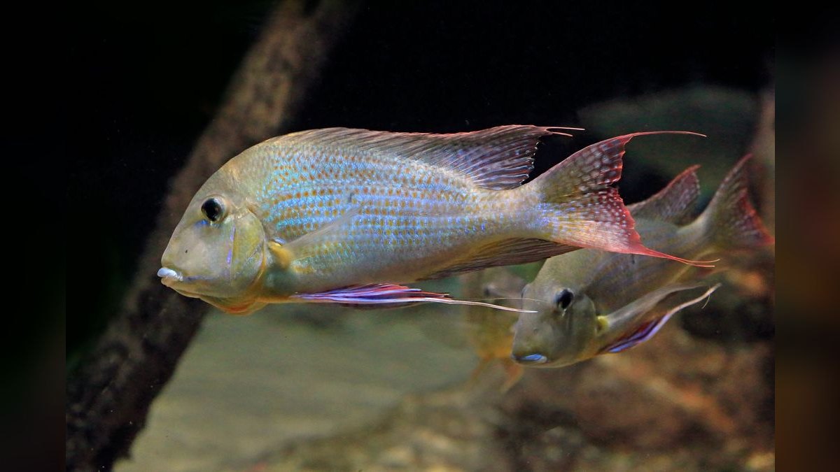 Top 10 Blackwater Aquarium Fish 2027 — figure 2
