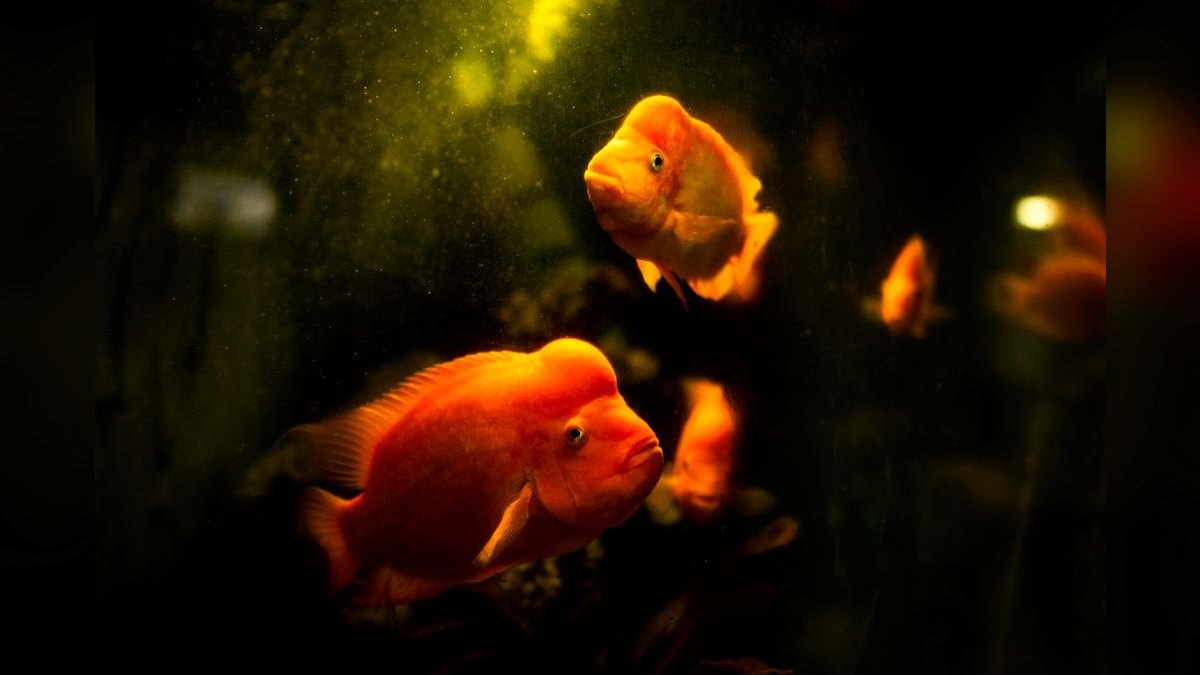 Top 10 Blackwater Aquarium Fish 2027 — figure 4