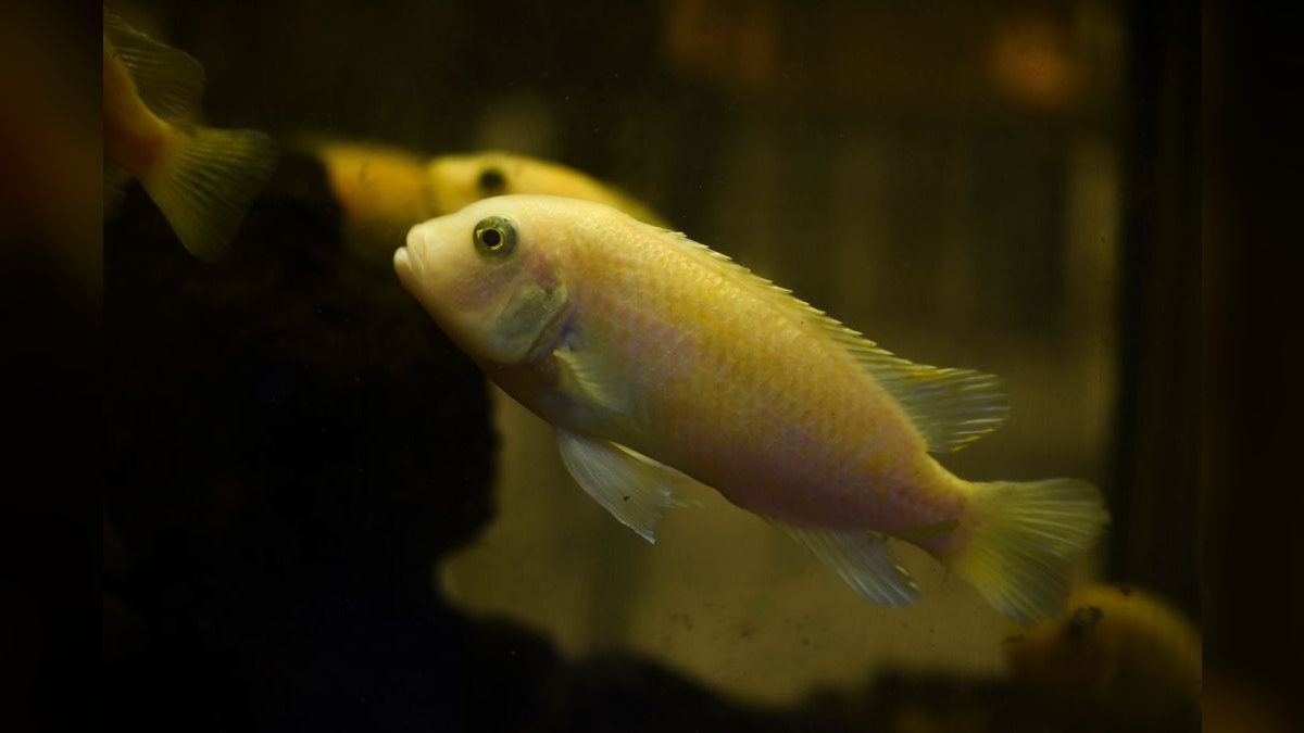 Top 10 Blackwater Aquarium Fish 2027 — figure 6