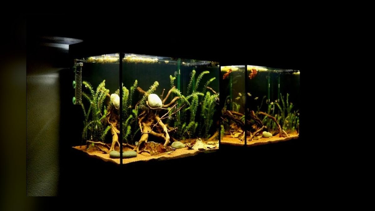 Top 10 Blackwater Aquarium Fish 2027 — figure 7