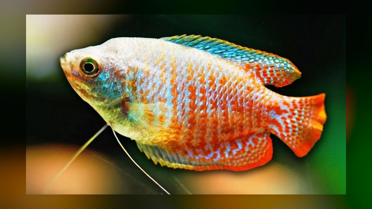 Top 10 Blackwater Aquarium Fish 2027 — figure 8