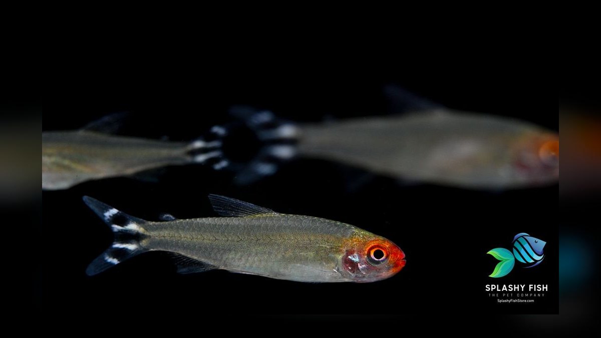 Top 10 Blackwater Aquarium Fish 2027 — figure 9
