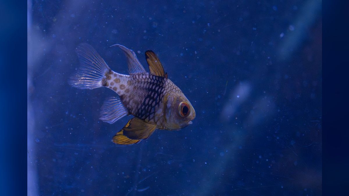 Top 10 Blackwater Aquarium Fish 2027