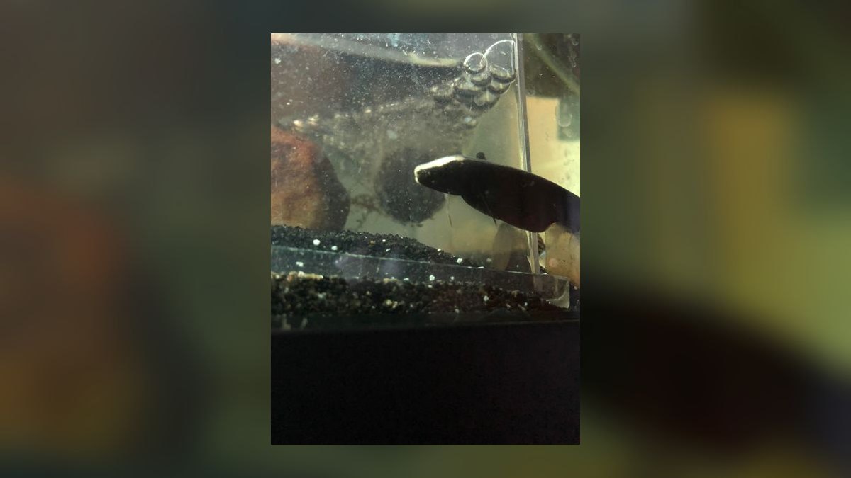 Top 10 Blackwater Aquarium Fish 2027