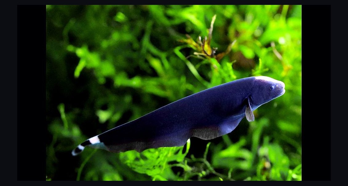 Top 10 Blackwater Aquarium Fish 2027