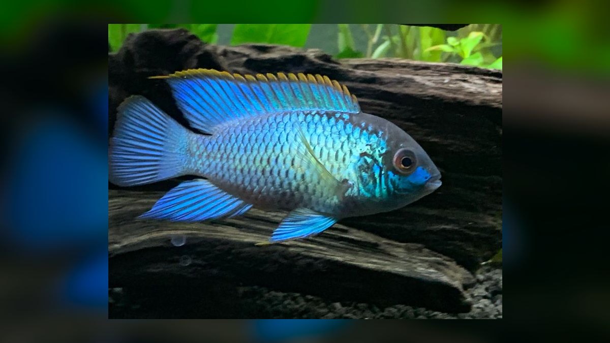 Top 10 Peaceful Cichlid Community Fish 2027 — figure 4