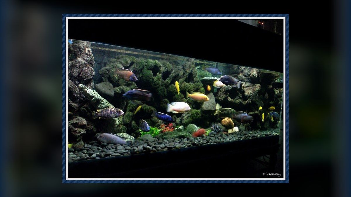 Top 10 Peaceful Cichlid Community Fish 2027 — figure 9