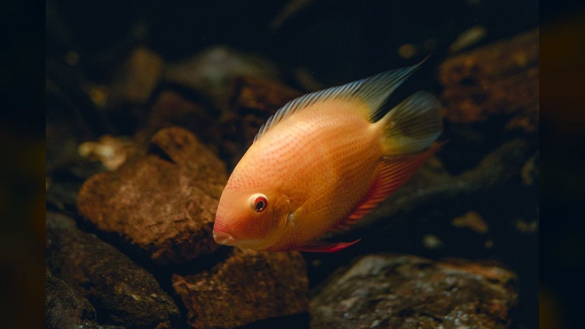 Top 10 Peaceful Cichlid Community Fish 2027