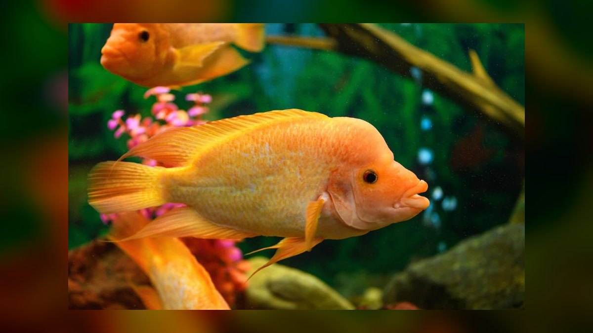 Top 10 Semi-Aggressive Cichlid Tank Fish 2027 — figure 10