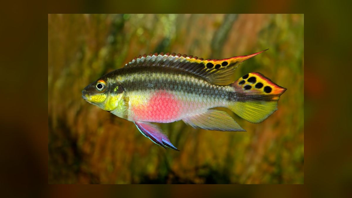 Top 10 Semi-Aggressive Cichlid Tank Fish 2027 — figure 3