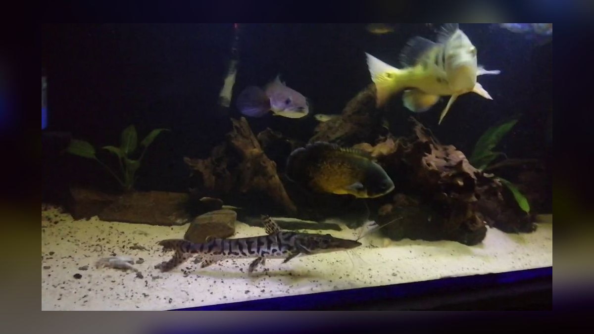 Top 10 Monster Fish for Large Tanks 2027 — figure 10