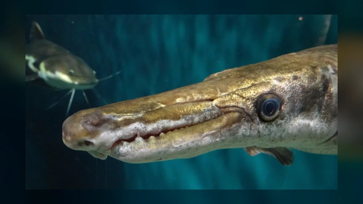 Top 10 Monster Fish for Large Tanks 2027 — figure 3