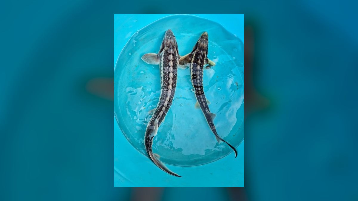 Top 10 Monster Fish for Large Tanks 2027 — figure 4