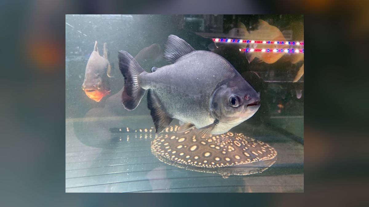 Top 10 Monster Fish for Large Tanks 2027 — figure 5