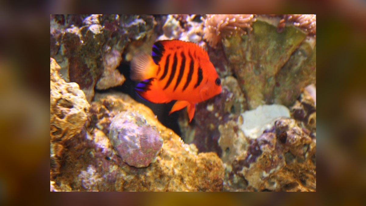 Top 10 Monster Fish for Large Tanks 2027 — figure 6
