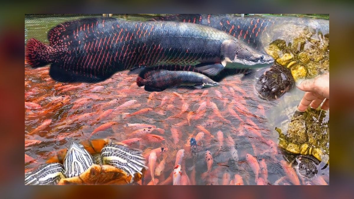 Top 10 Monster Fish for Large Tanks 2027 — figure 7