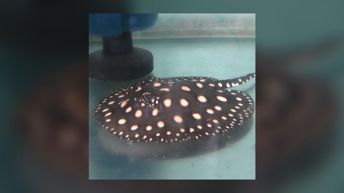 Top 10 Monster Fish for Large Tanks 2027 — figure 9