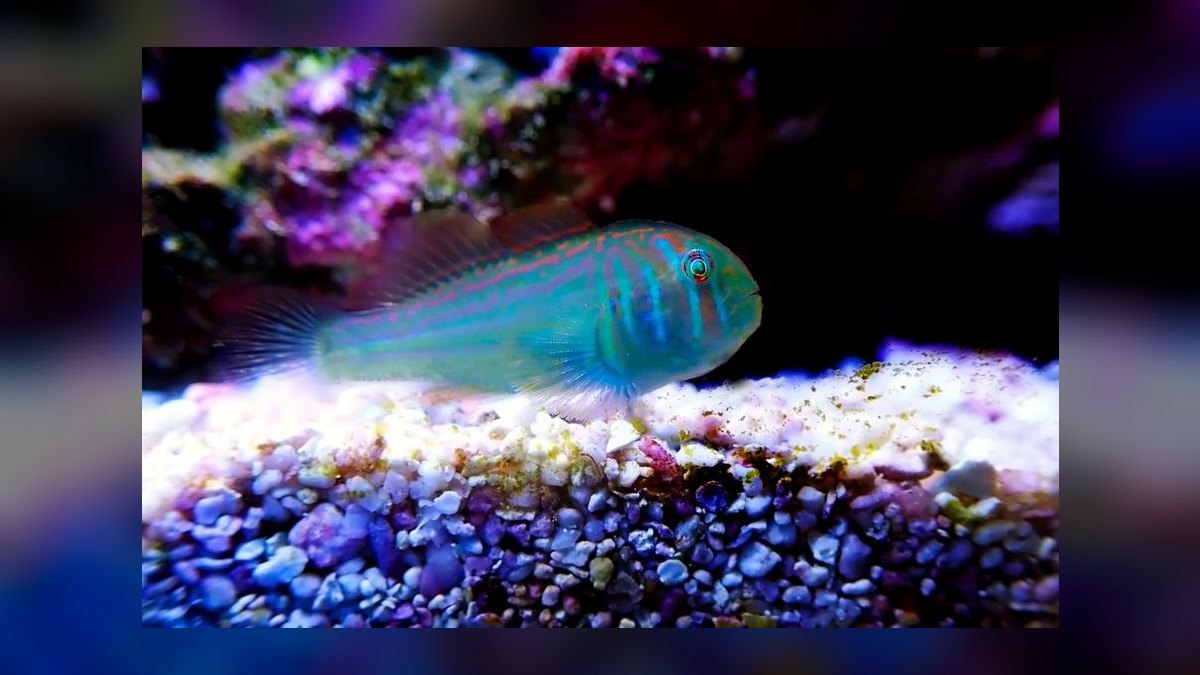 Top 10 Nano Reef Safe Fish 2027 — figure 2