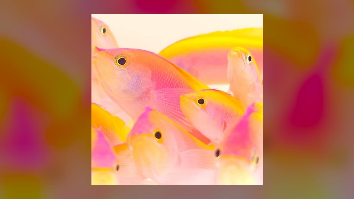 Top 10 Anthias Reef Fish Species 2027 — figure 1