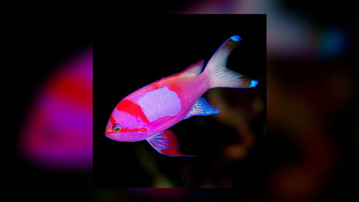 Top 10 Anthias Reef Fish Species 2027 — figure 10