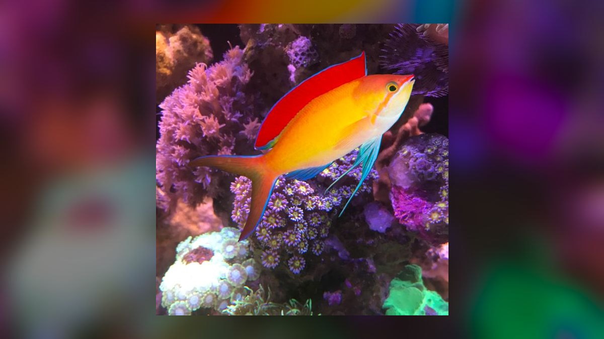 Top 10 Anthias Reef Fish Species 2027 — figure 2