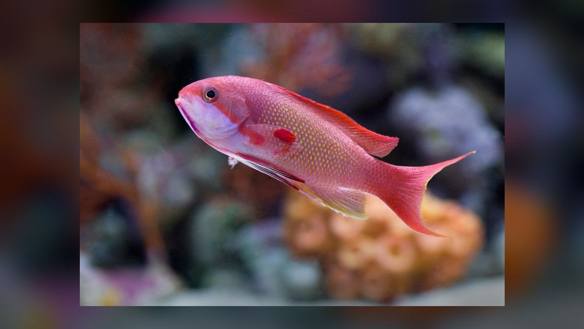 Top 10 Anthias Reef Fish Species 2027 — figure 3