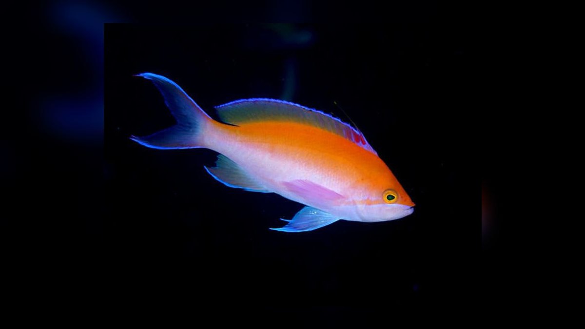 Top 10 Anthias Reef Fish Species 2027 — figure 4