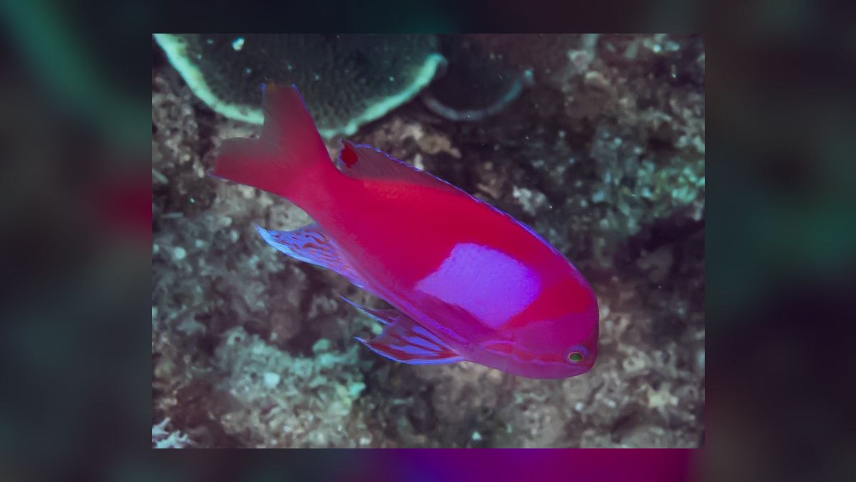 Top 10 Anthias Reef Fish Species 2027 — figure 5