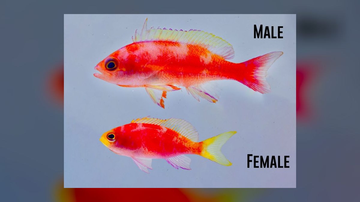 Top 10 Anthias Reef Fish Species 2027 — figure 6
