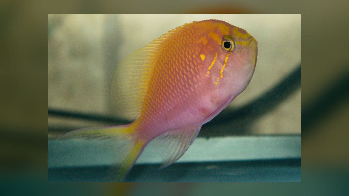 Top 10 Anthias Reef Fish Species 2027 — figure 7