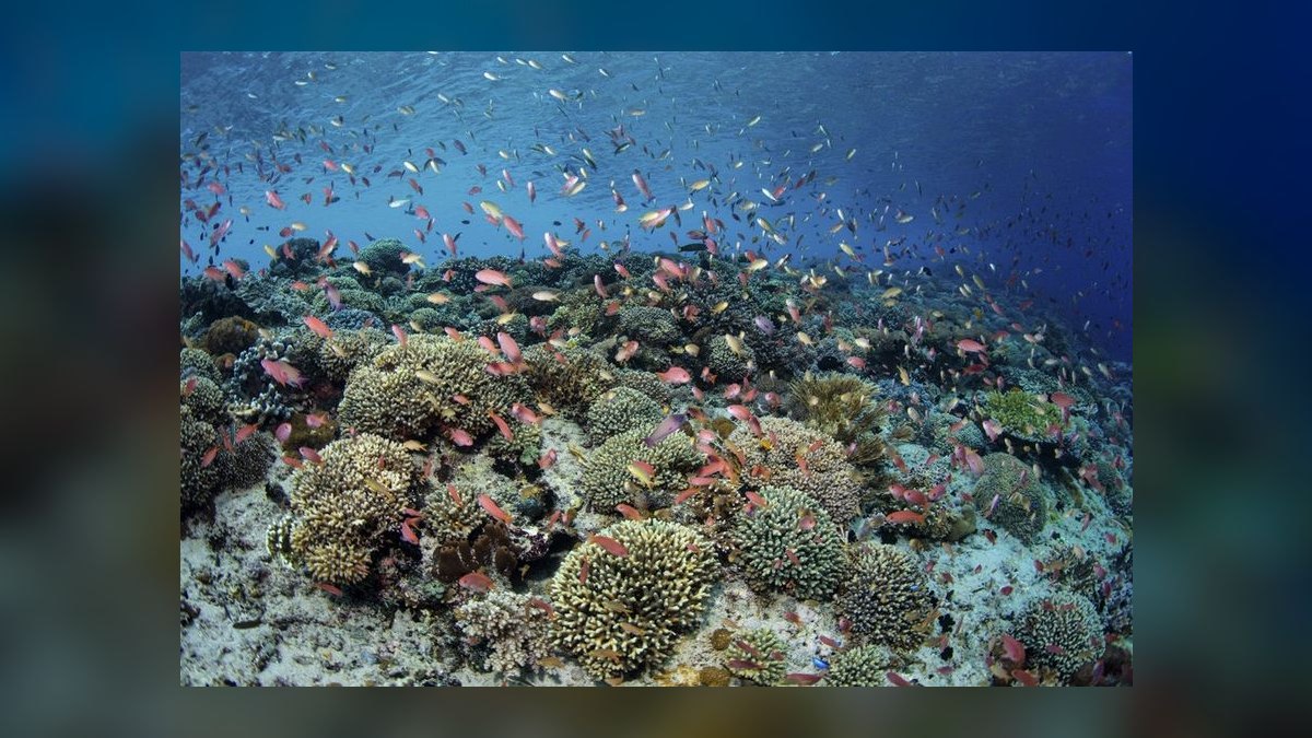 Top 10 Anthias Reef Fish Species 2027 — figure 8