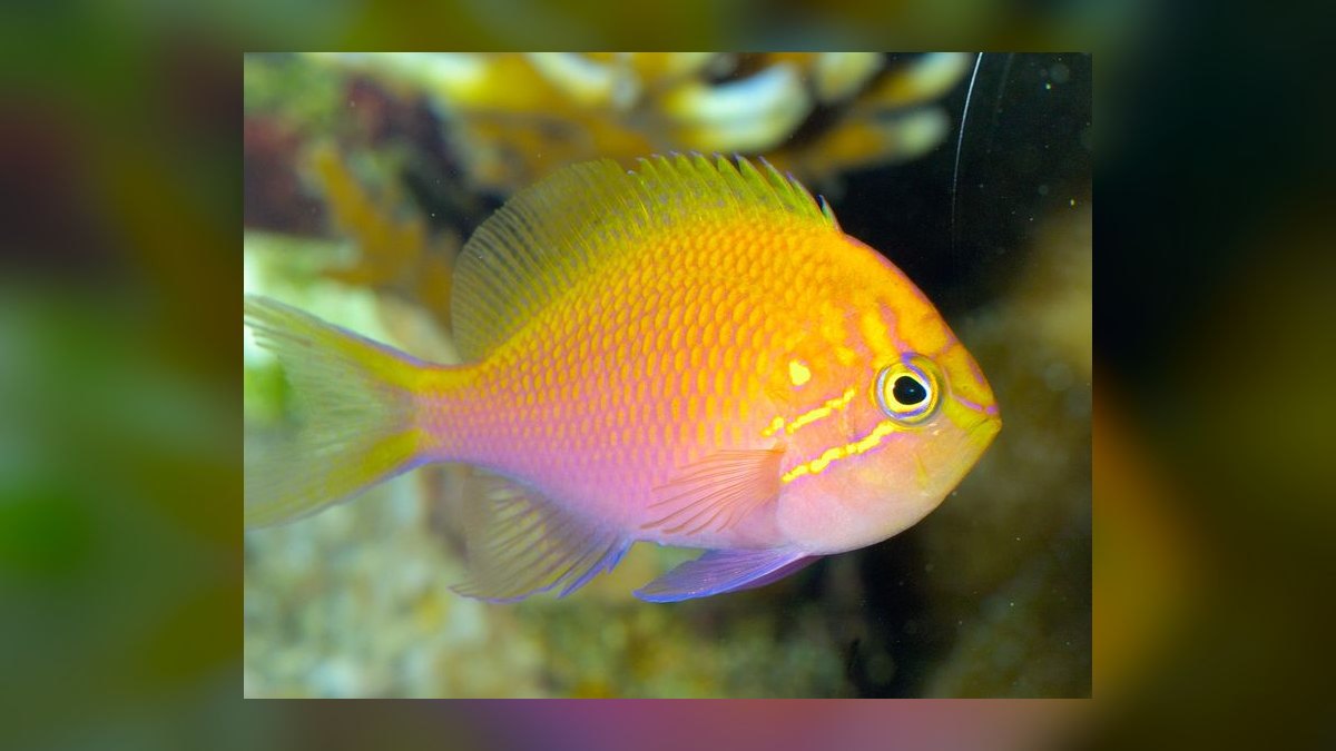 Top 10 Anthias Reef Fish Species 2027 — figure 9