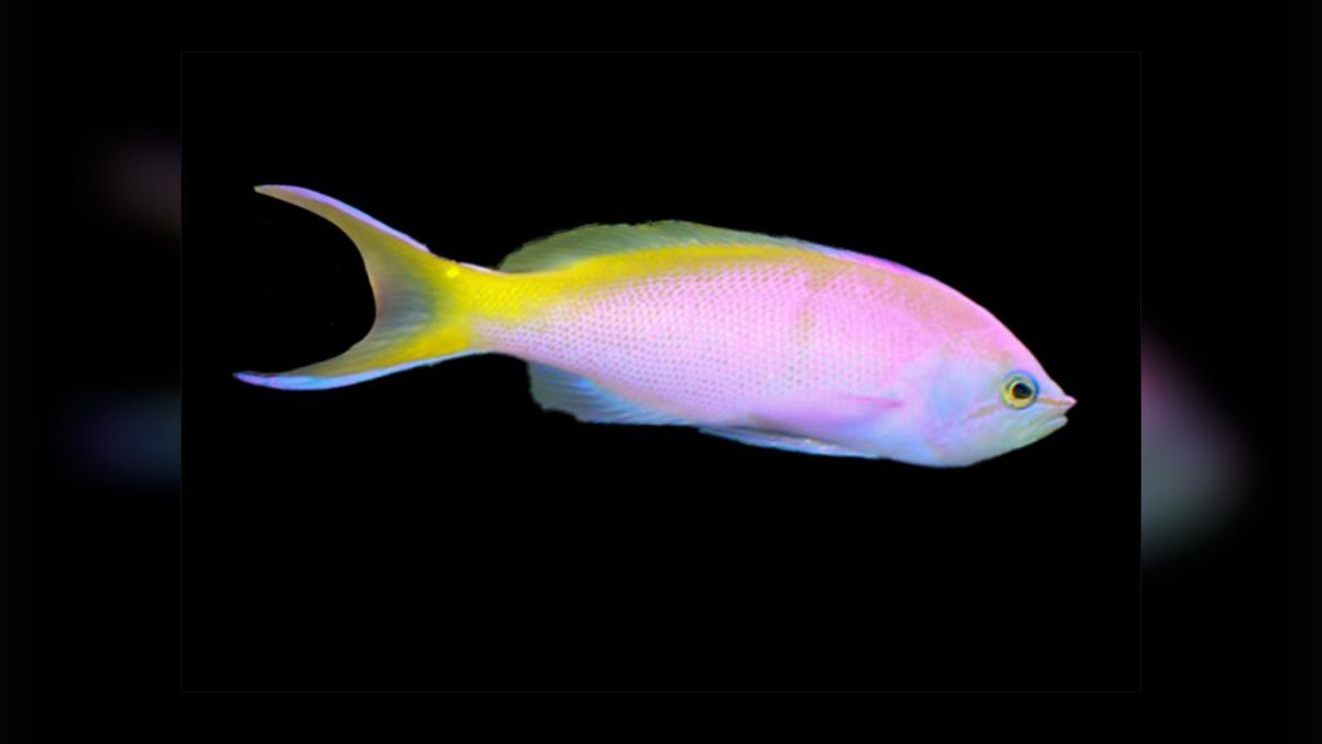Top 10 Anthias Reef Fish Species 2027