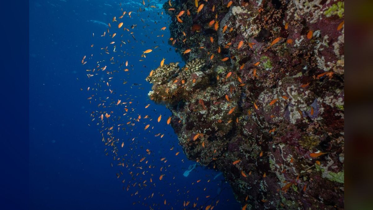Top 10 Hawkfish Reef Personality Fish 2027 — figure 1