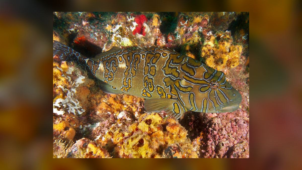 Top 10 Hawkfish Reef Personality Fish 2027 — figure 10
