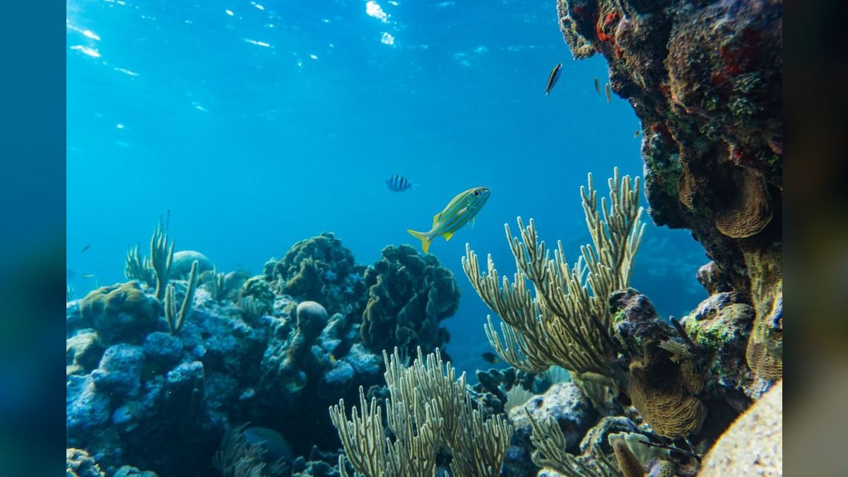Top 10 Hawkfish Reef Personality Fish 2027 — figure 2
