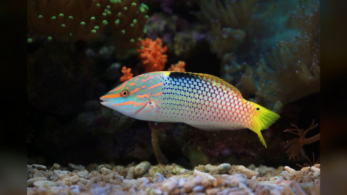 Top 10 Hawkfish Reef Personality Fish 2027 — figure 3