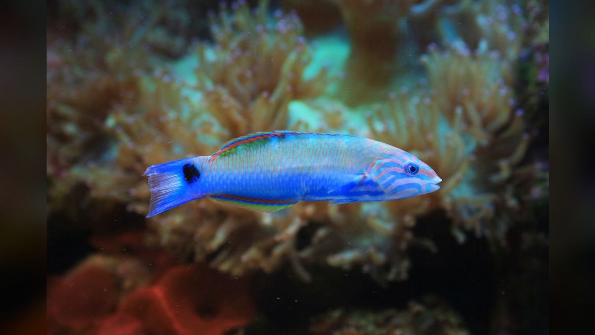 Top 10 Hawkfish Reef Personality Fish 2027 — figure 4