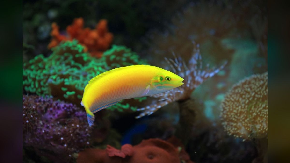 Top 10 Hawkfish Reef Personality Fish 2027 — figure 5