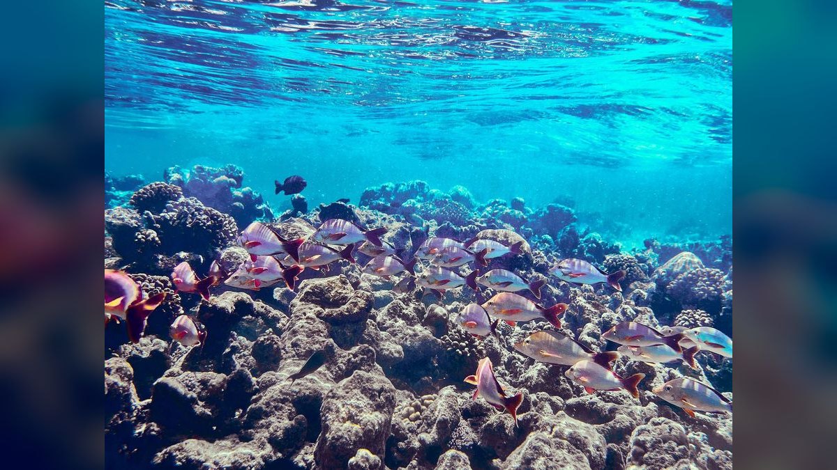 Top 10 Hawkfish Reef Personality Fish 2027 — figure 6