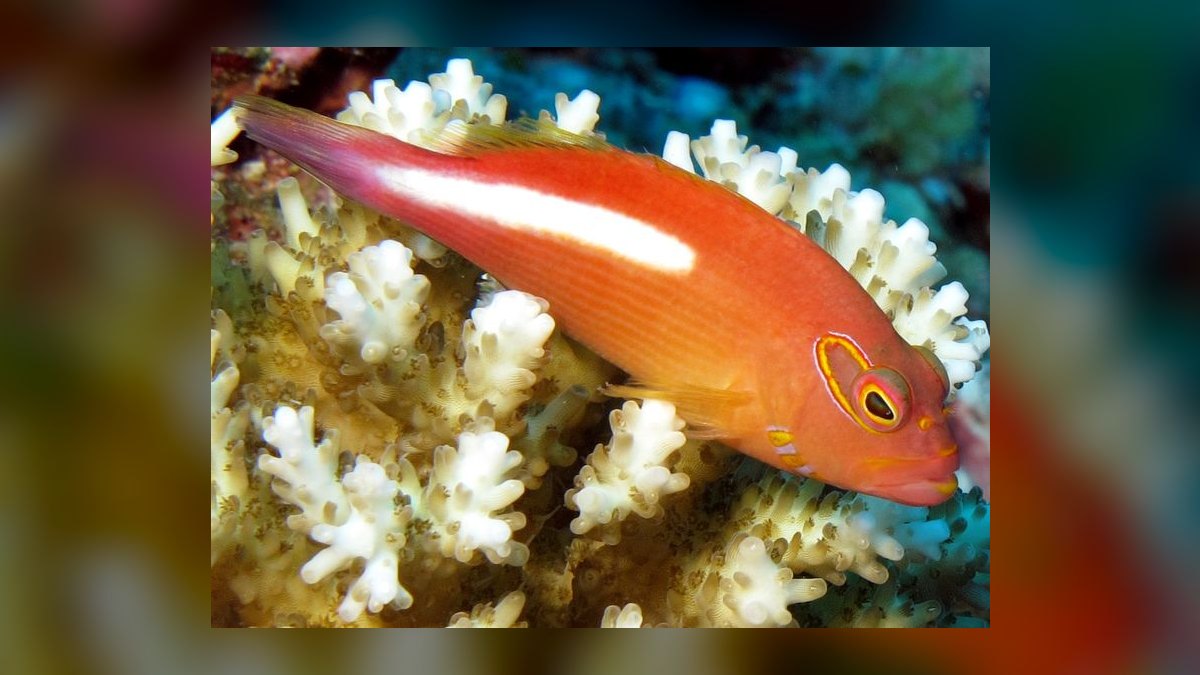 Top 10 Hawkfish Reef Personality Fish 2027 — figure 7