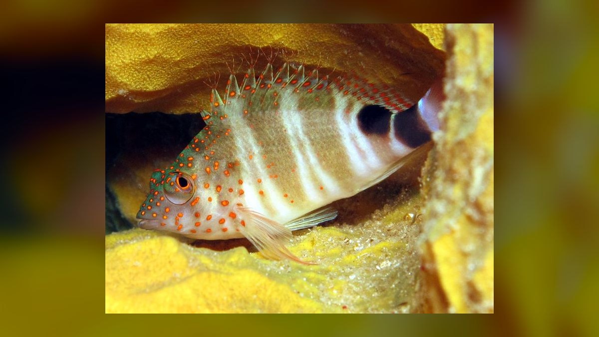 Top 10 Hawkfish Reef Personality Fish 2027 — figure 9