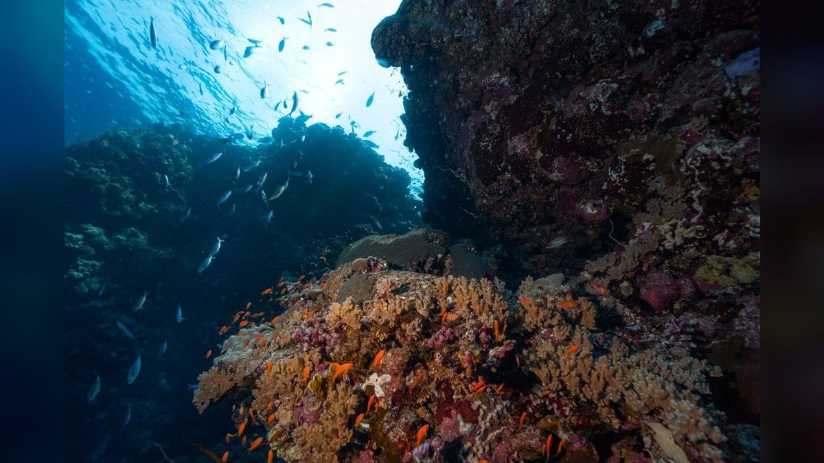 Top 10 Hawkfish Reef Personality Fish 2027