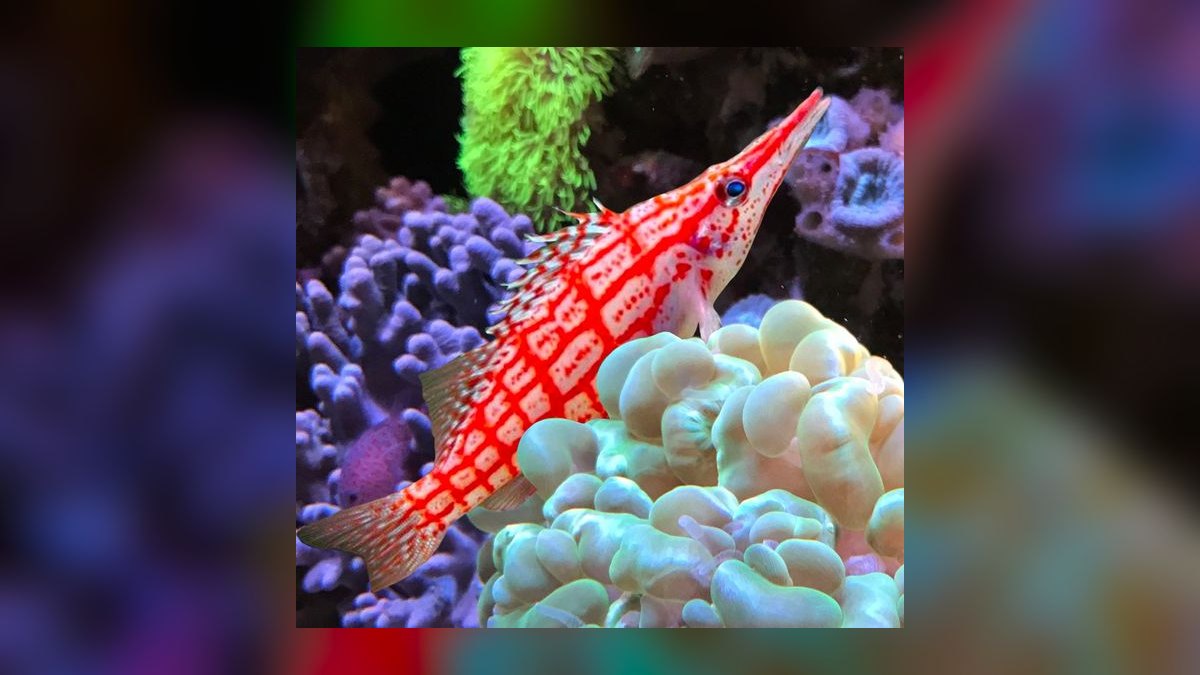 Top 10 Hawkfish Reef Personality Fish 2027