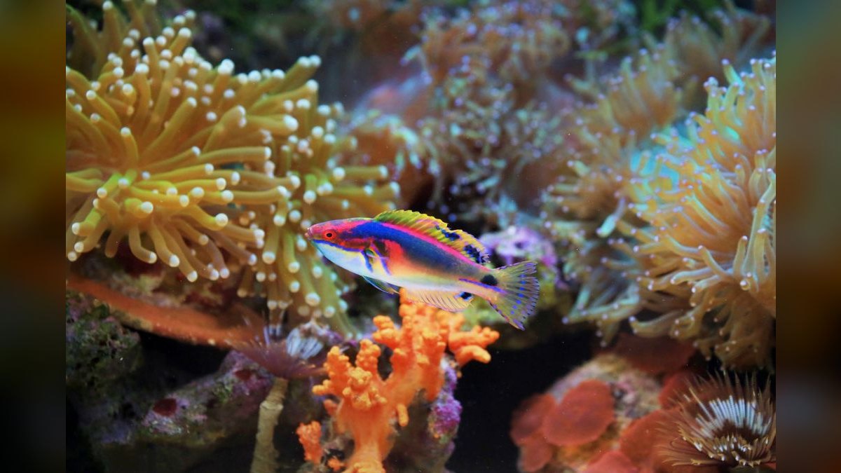 Top 10 Fairy Wrasse Colorful Reef Fish 2027 — figure 1