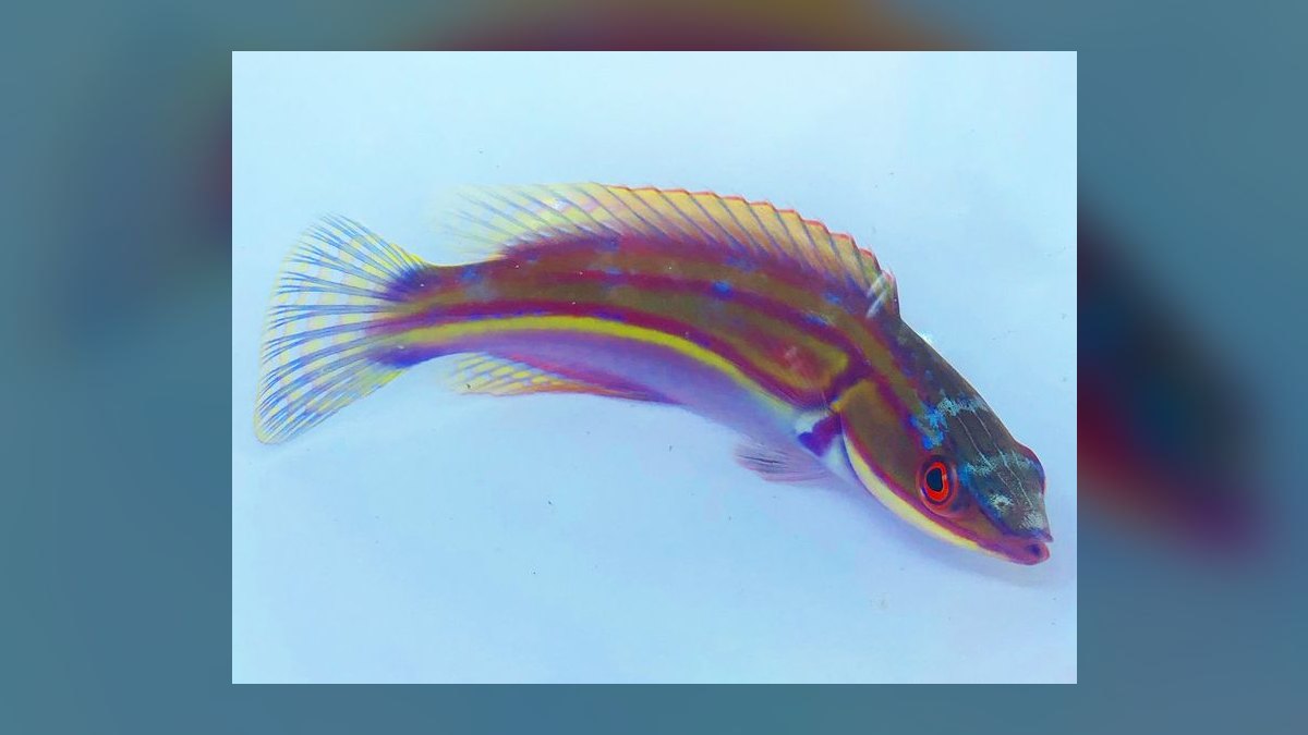 Top 10 Fairy Wrasse Colorful Reef Fish 2027 — figure 10