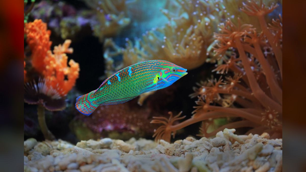 Top 10 Fairy Wrasse Colorful Reef Fish 2027 — figure 2