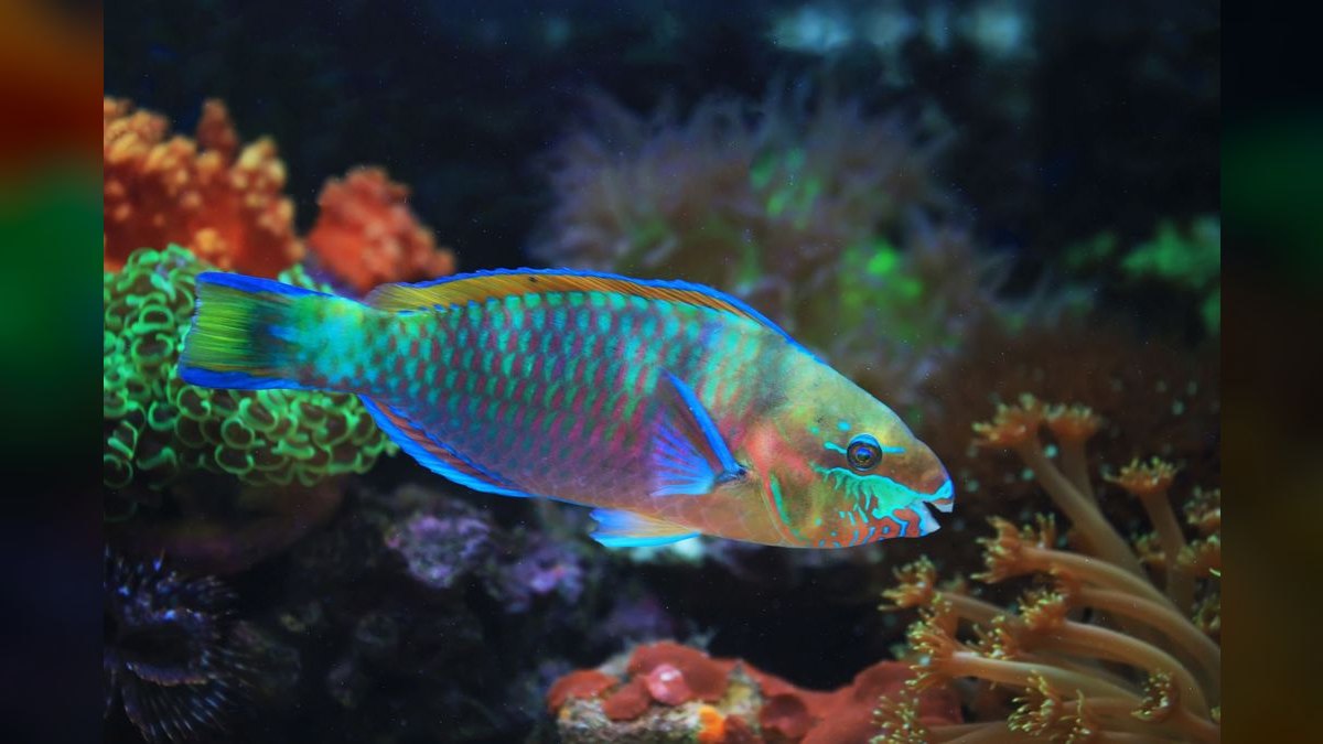 Top 10 Fairy Wrasse Colorful Reef Fish 2027 — figure 4